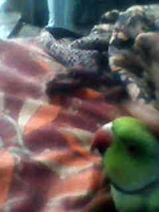 the amazing talking  parrot