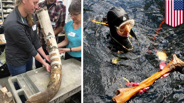 Florida sinkhole discoveries suggest we've been wrong all along about the first humans in America