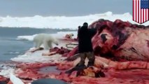 Shocking video shows hungry polar bear brutally shot in the head