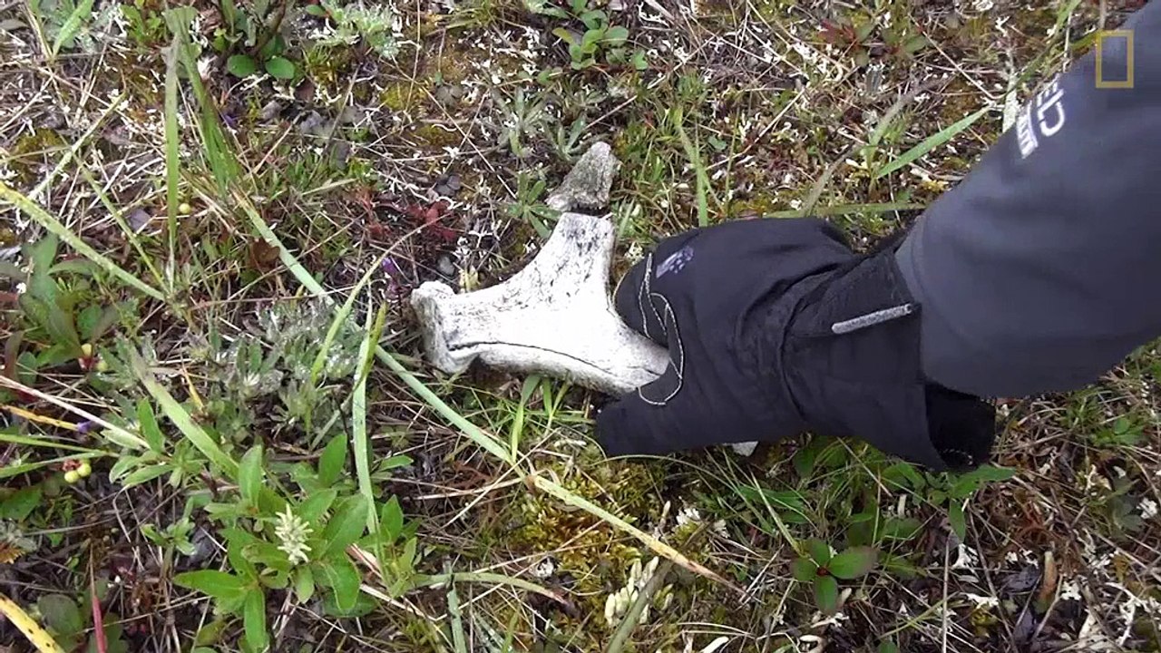 Collecting Animal Bones in Alaska