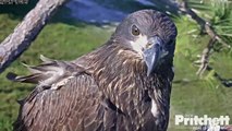 SWFL Eagles ~ E7 an American Beauty  5.21.16