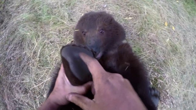 Casey Anderson fait des chatouilles à un bébé grizzly orphelin