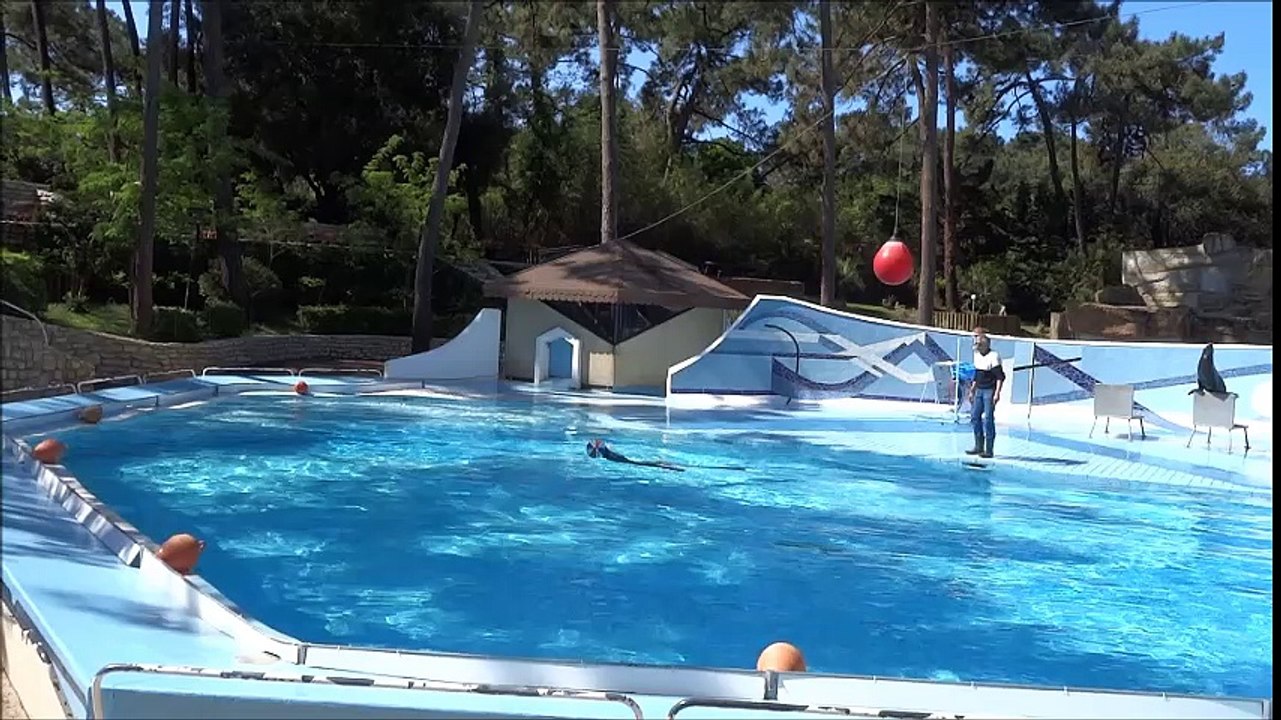 Zoo - Spectacle otaries