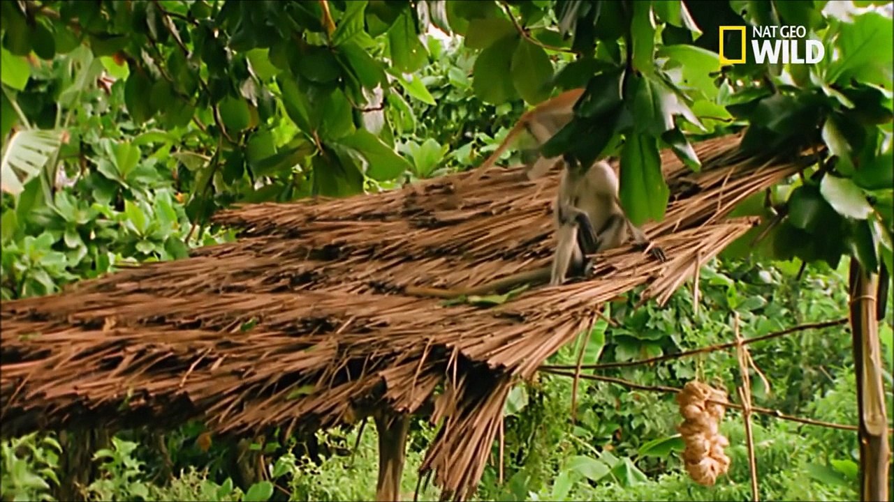le singe colobe voleur de charbon