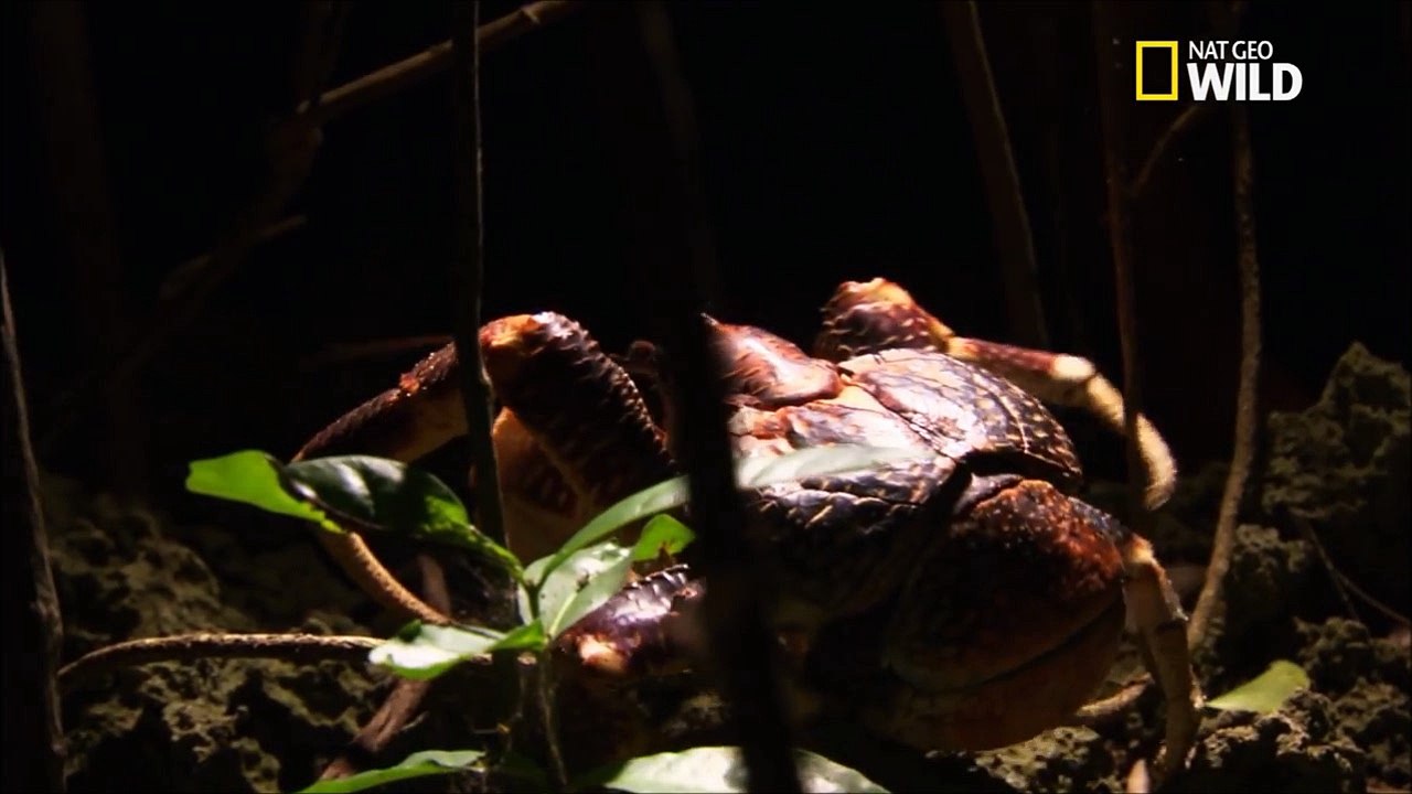 Le crabe de cocotier