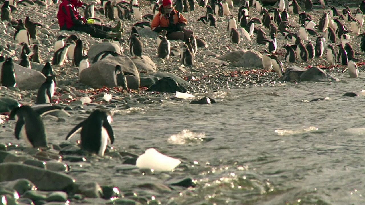 Krill-Mangel bedroht Tiere in der Antarktis
