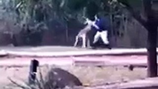 Kangaroo Attacks Zoo Worker