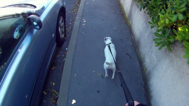 Tartine et Idéfix font du roller