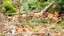 Bécasse d Amérique sur son nid - American Woodcock on nest
