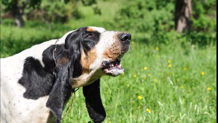 Gascon Saintongeois  ferme sur sanglier