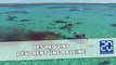 70 requins dévorent une baleine sous les regards des touristes
