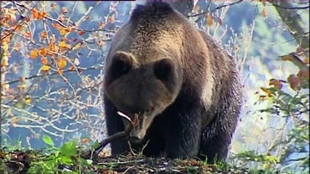L'ours dans les Pyrénées..... Mercredi 25 mai à 23h25 sur France 3 MP