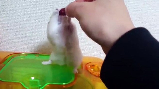 L'hilarante réaction de cette petite gerbille qui se sent trahie par son humain ! (vidéo)