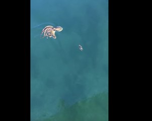 Un pulpo persigue a un cangrejo, lo que entusiasma a los espectadores