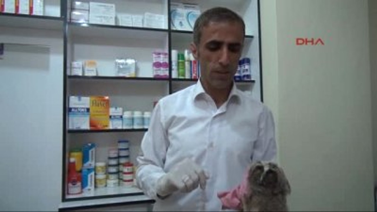Hakkari - Yüksekova'dan Getirilen Baykuş Hakkari'de Tedavi Edildi