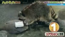 Sünger Bob yiyen kedi
