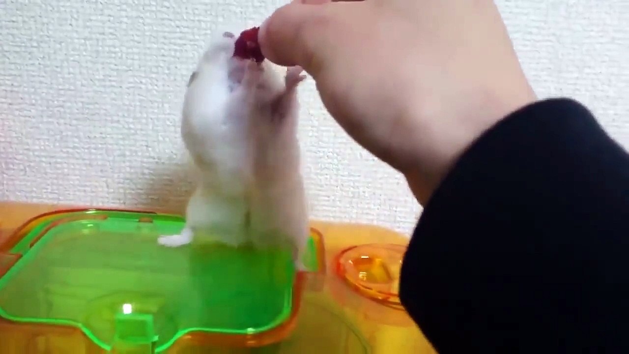 Hanging hamster
