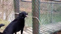 Ha Ha Ha !!! Crazy Dog Cannot Walk Bridge with Long Stick