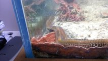 Un ver sous-marin de plus d'1 mètre de long dans un aquarium !