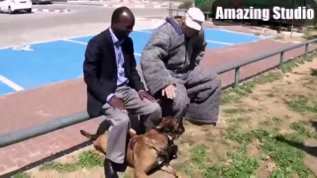 A Properly Trained Dog Could Save Your Life