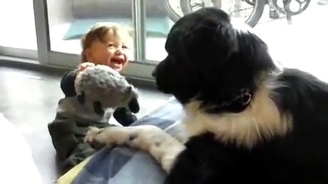 Baby Laughing Hysterically at Newfoundland Dog