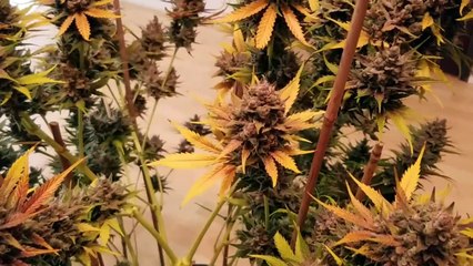 Weed Plant Harvest Day! BIG Yielding Plant By North West Jay