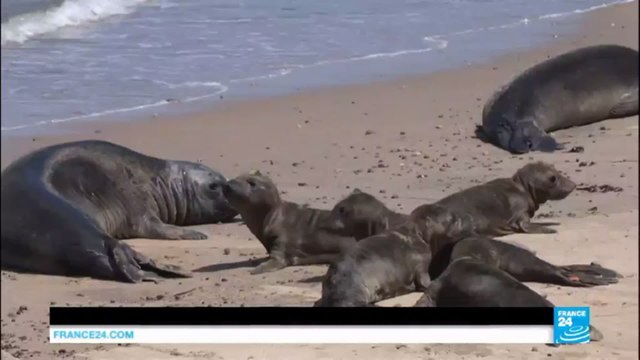 Endangered sea lions: Army of volunteers rescue starving pups in battle against global warming