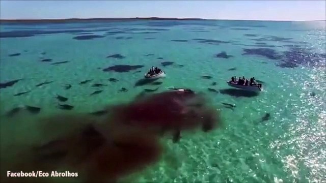 Des dizaines de requins dévorent une baleine en Australie