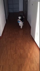 AZUR WINGS LHOYD 9 mois - at AZUR WINGS KENNEL