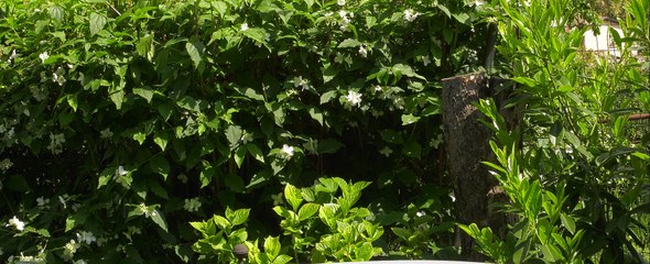 Panasonic ag dvx 200  agg. 1.65 natural color