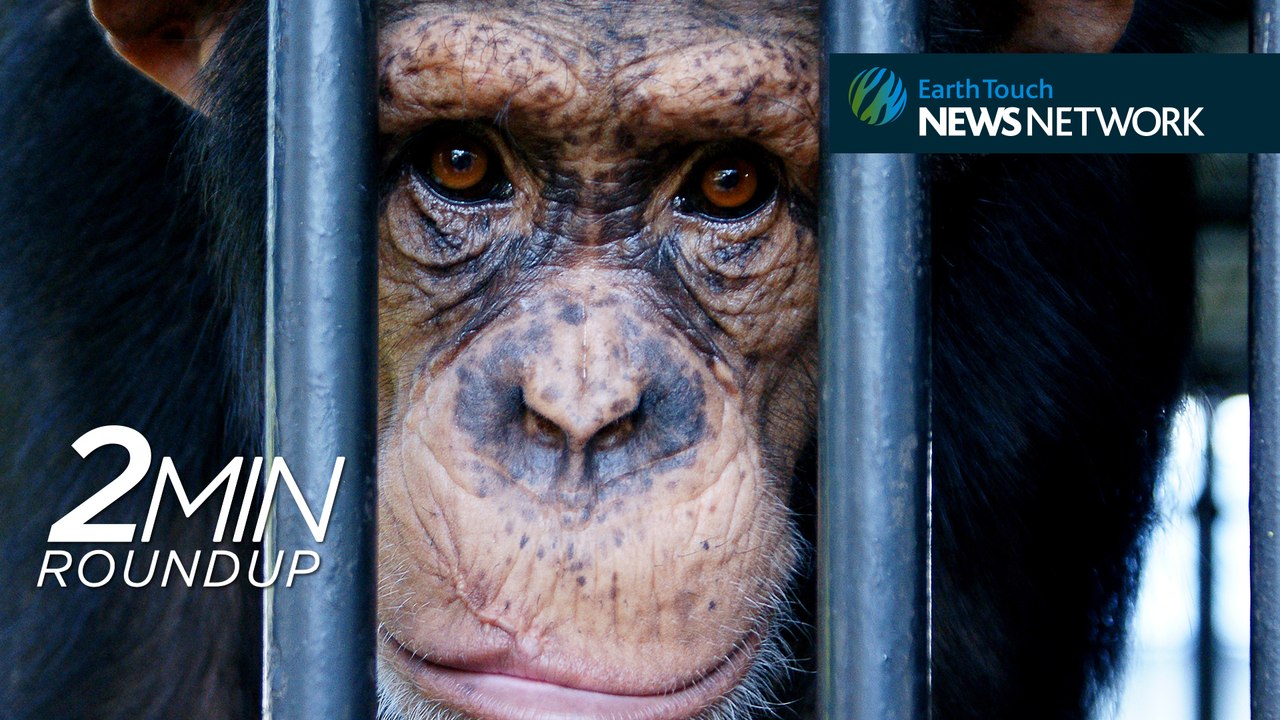 Chimpanzee rights, giant sloth fossils & a surprise comeback