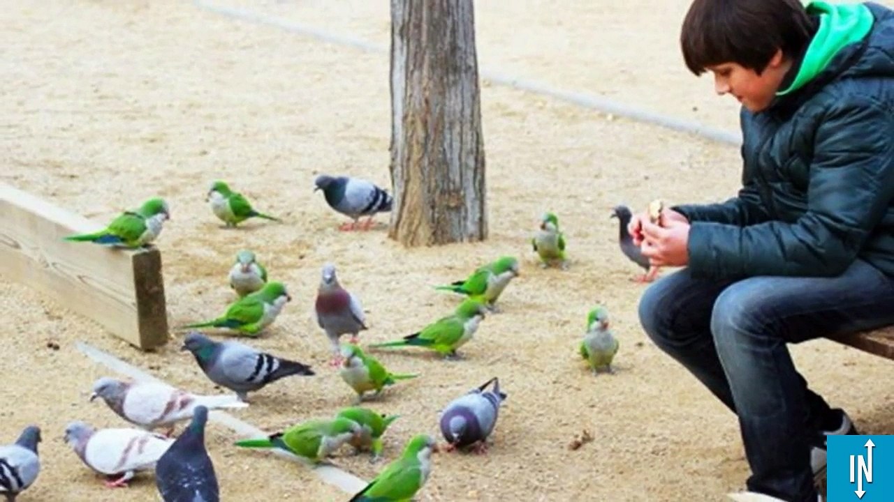 12 endroits où les animaux cohabitent avec les humains