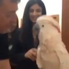 Весёлый попугай.