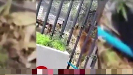 Il se jette dans la fosse aux lions pour en finir