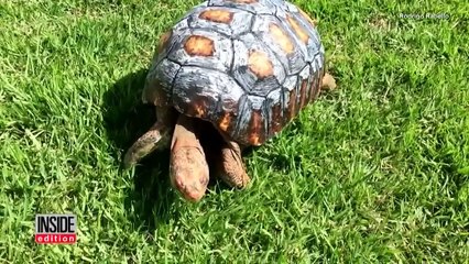 Ils sauvent une tortue en lui imprimant la 1ère carapace en 3D au monde
