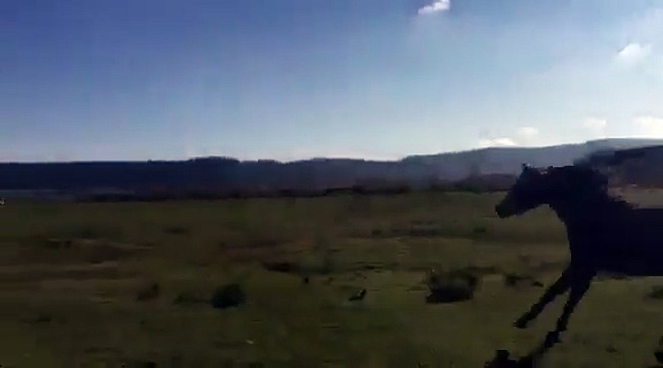 video-1464005461