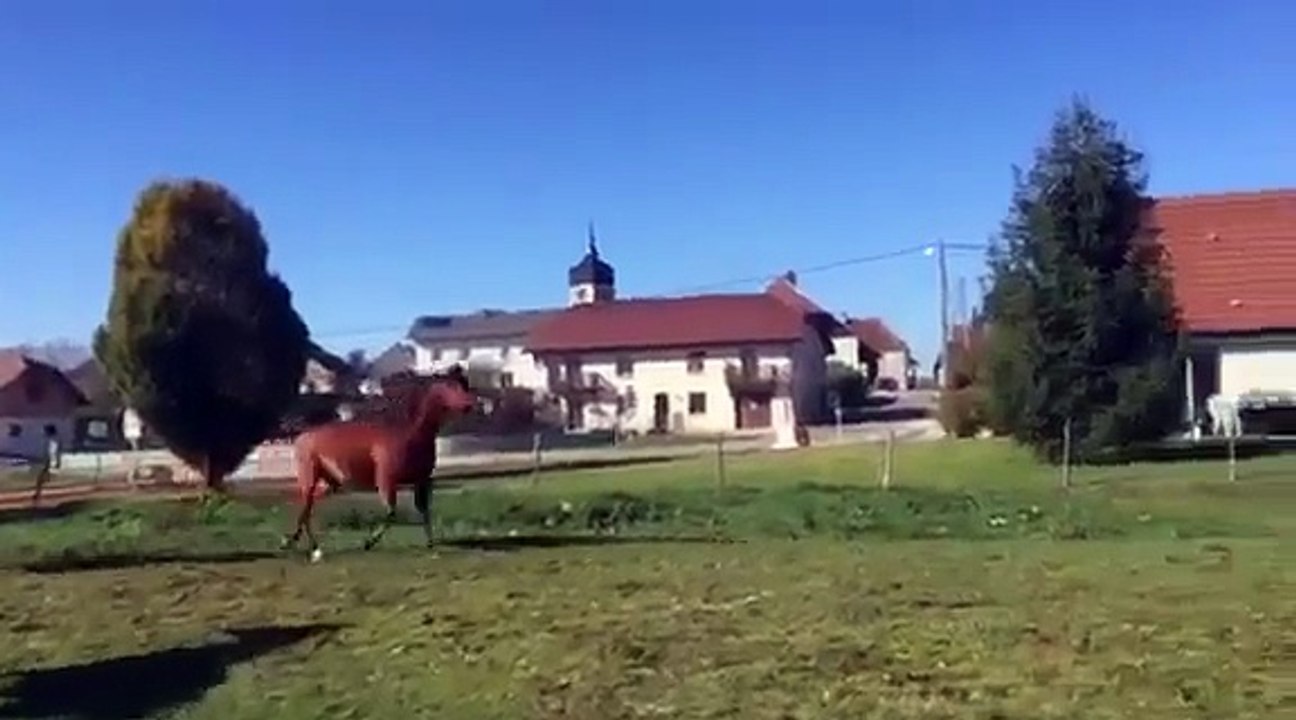 video-1464005480