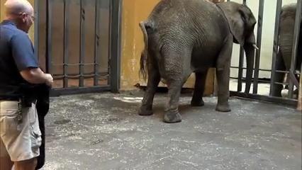 Elephant Birth