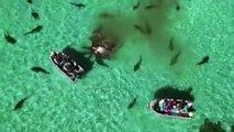 Australie : près de 70 requins dévorent une baleine