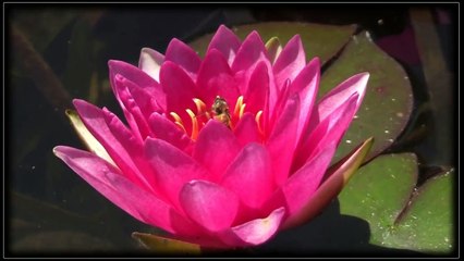 Ngại Ngùng - Như Quỳnh