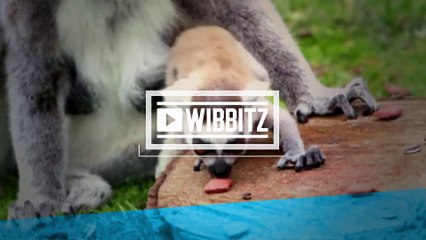 Watch adorable baby lemurs make their debut at the British zoo