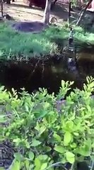 Saoul il saute dans l'enclos des Lions au Zoo et s'en échapp