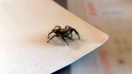 Jumping spider is hunting laserpointer's red dot 2