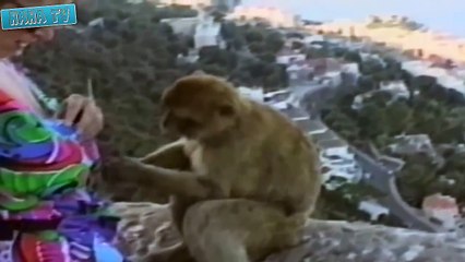 CRAZIEST Animal Attack Videos | Best Animal Fails