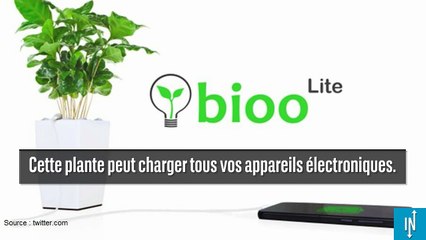 Chargez votre téléphone grâce à l'énergie des plantes