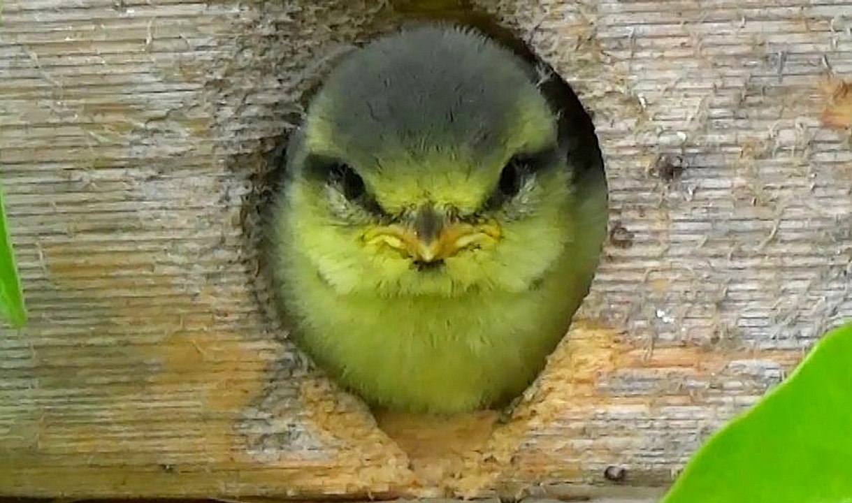 L'envolée des mésanges