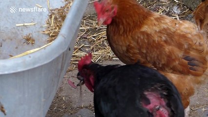 Cheeky duck steals dead rat from chickens and swallows it whole