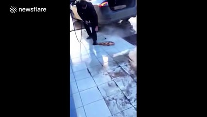 Man washes a raw fish with a pressure washers in a car wash