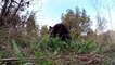 Un bébé ours Grizzly orphelin joue avec ce dresseur et appre