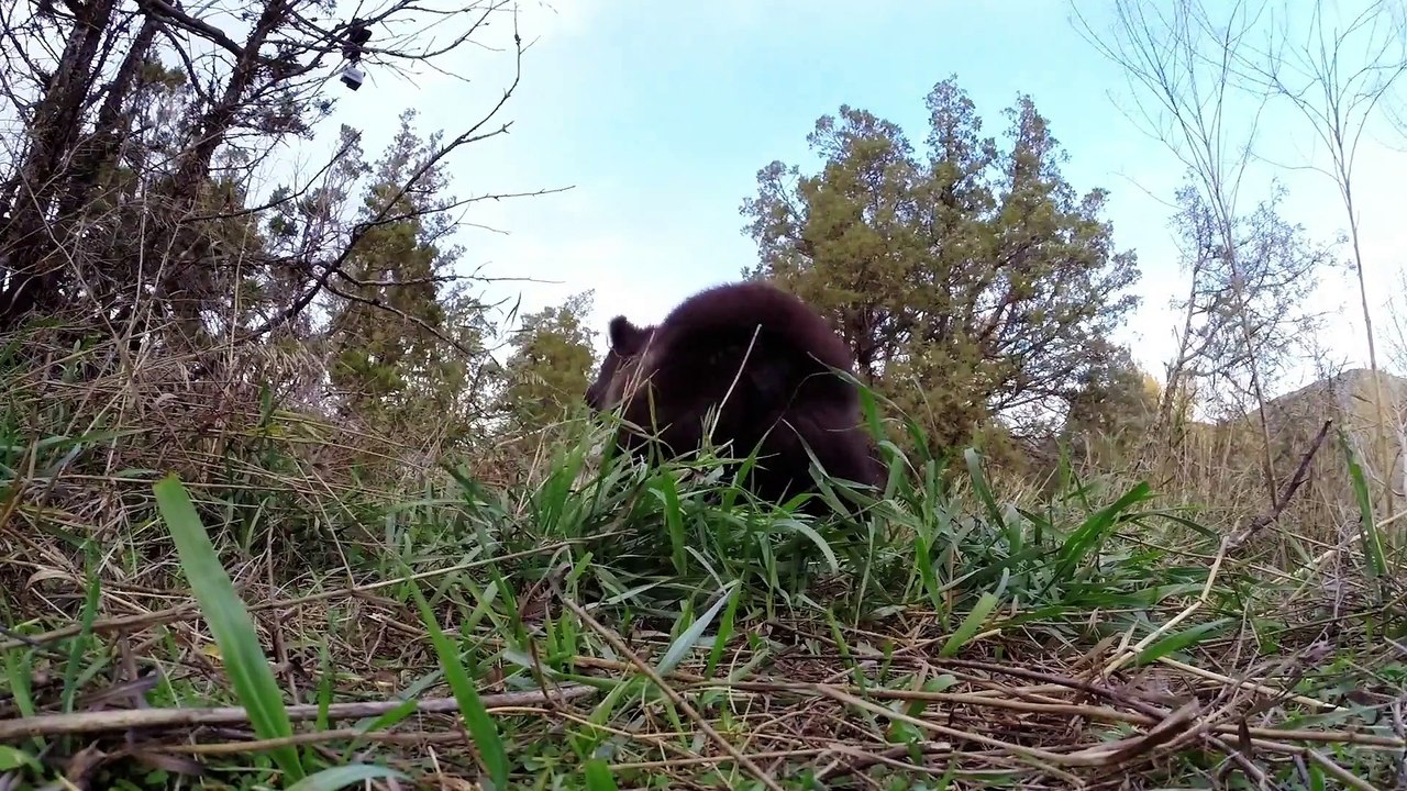Un bébé ours Grizzly orphelin joue avec ce dresseur et appre